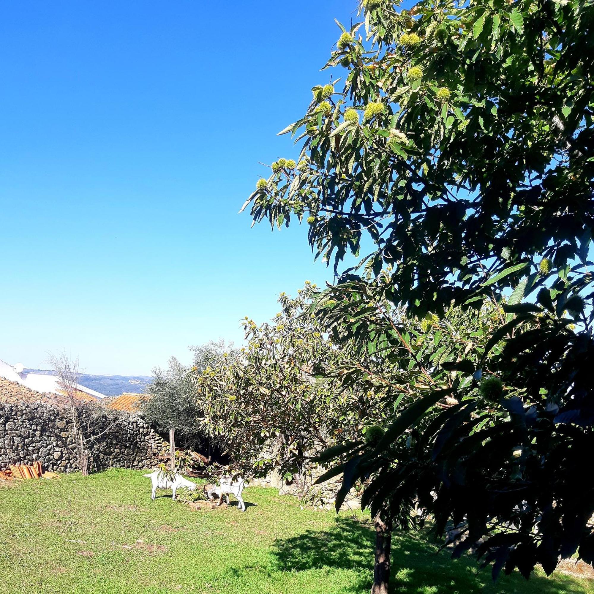 Bed and Breakfast Solar Dos Carvalhos Sernancelhe Номер фото